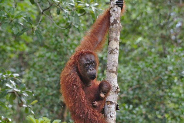 Orangutan stretches in the tree canopy