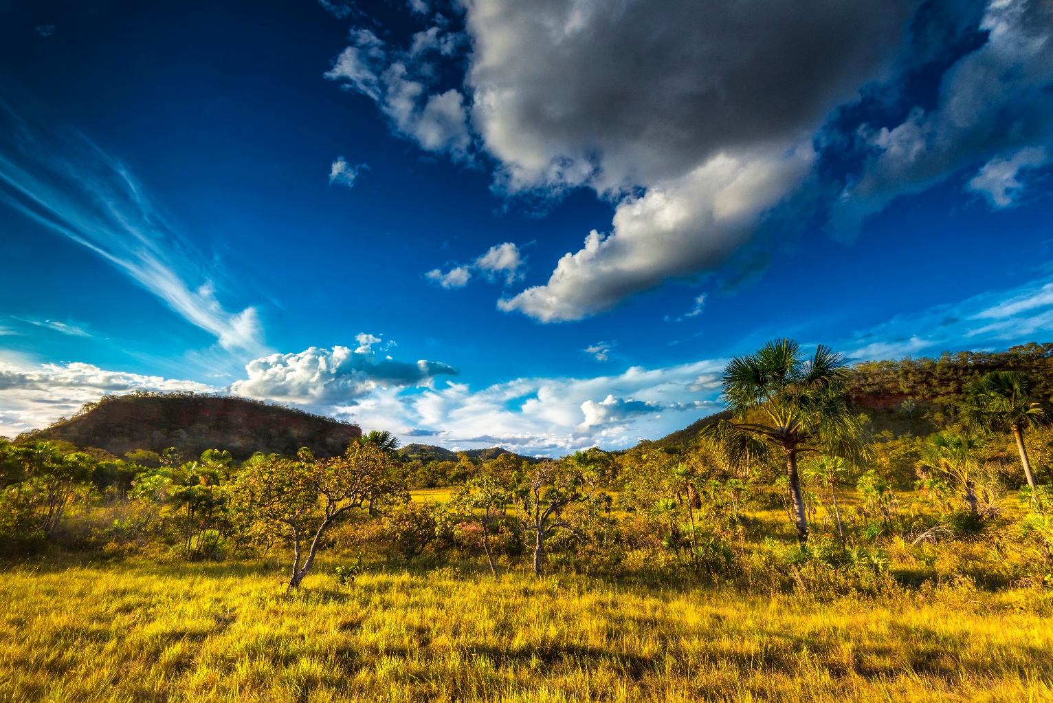 The Cerrado Biome