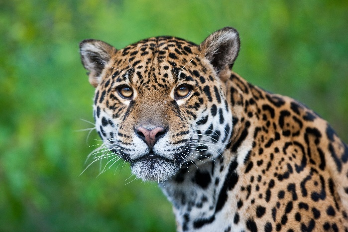 Cerrado Jaguar