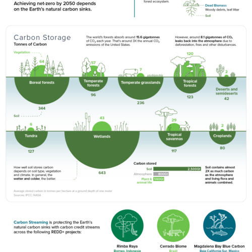 Visualizing Carbon Storage in Earth’s Ecosystems